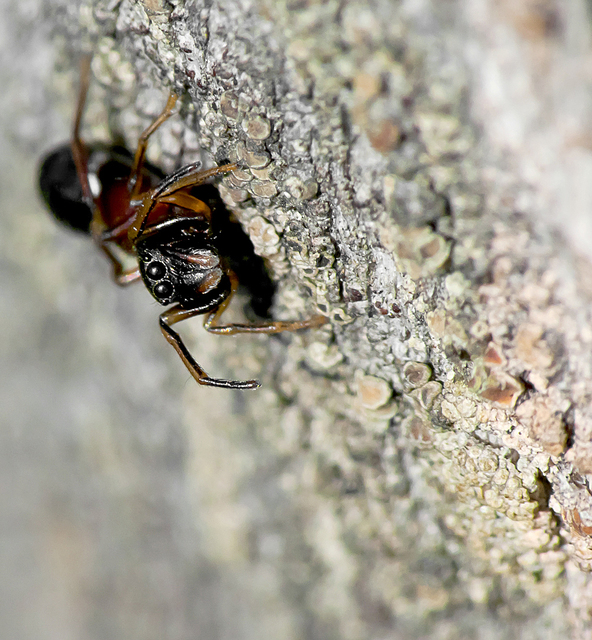Leptorchestes berolinensis - fekete hangyautánzópók