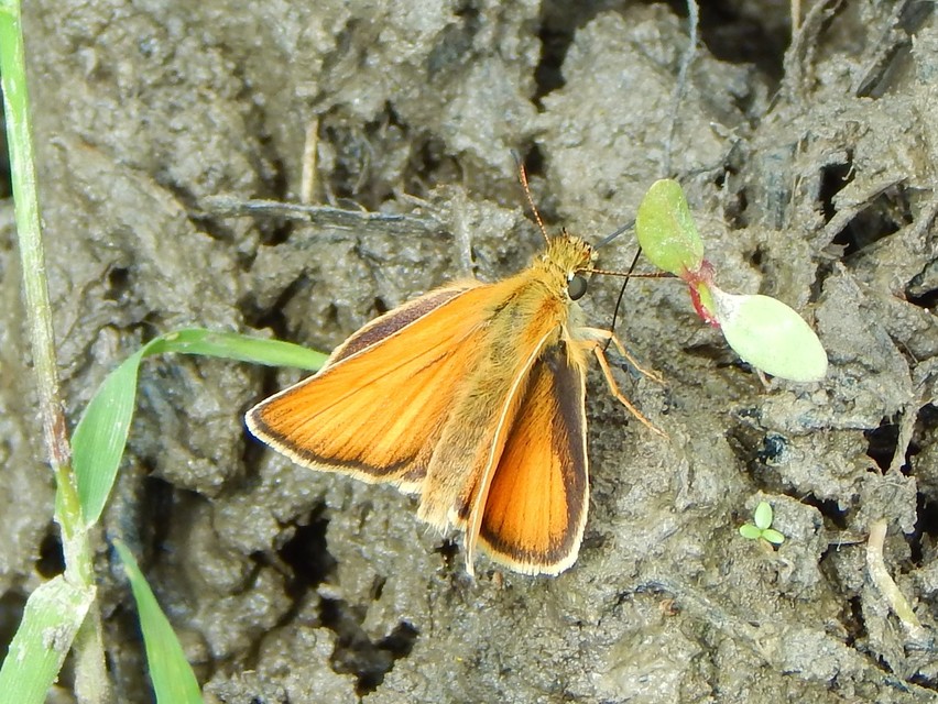 Thymelicus lineola - vonalas busalepke