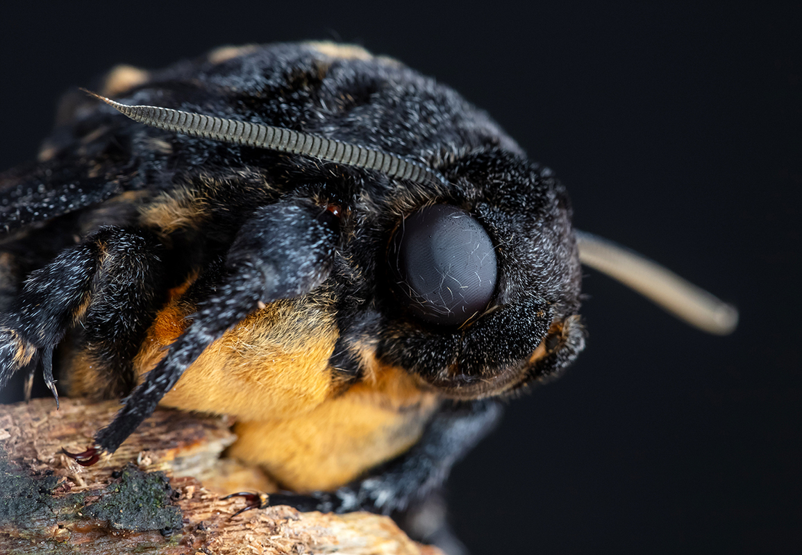Acherontia atropos - halálfejes lepke