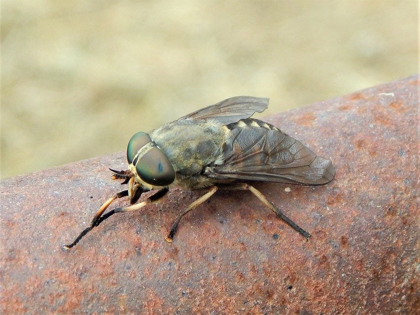 Tabanidae - böglyök