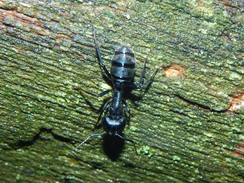 Camponotus vagus - fekete lóhangya