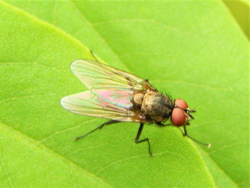Anthomyiidae - viráglegyek