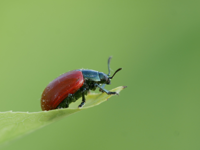 Chrysomela