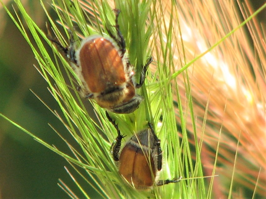 Chaetopteroplia segetum - rozsszipoly