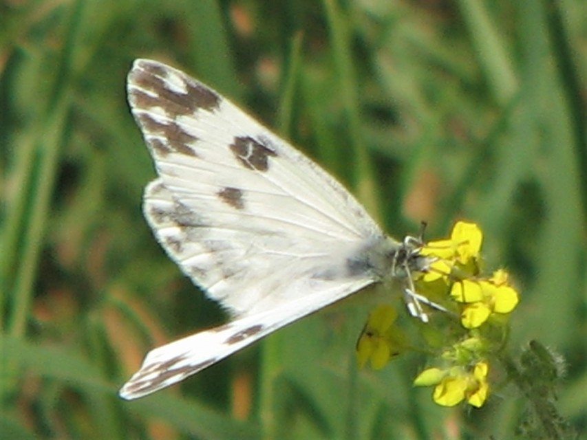 Pontia edusa - rezedalepke