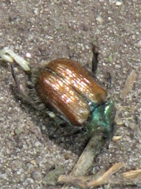 Phyllopertha horticola - kerti szipoly