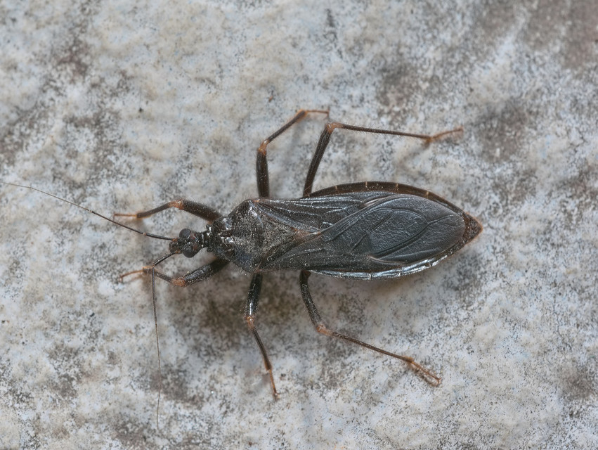 Reduvius personatus - szemetes zugpoloska