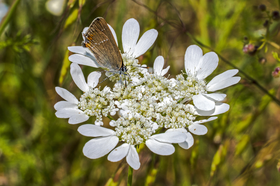 Satyrium acaciae - akác-csücsköslepke