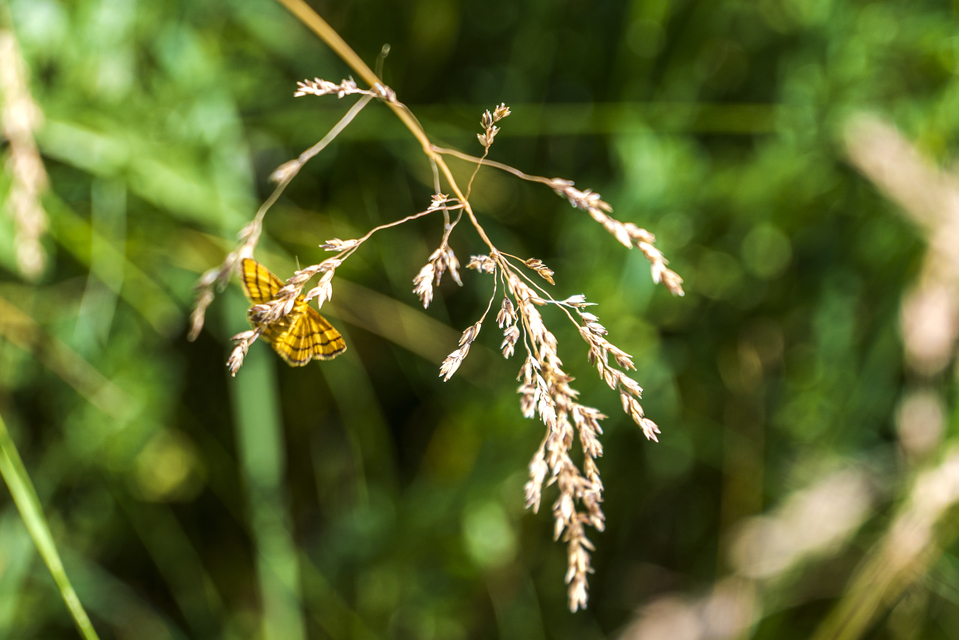 Idaea aureolaria - aranyos sávosaraszoló