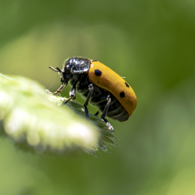 Lachnaia sexpunctata - szőrösnyakú zsákhordóbogár