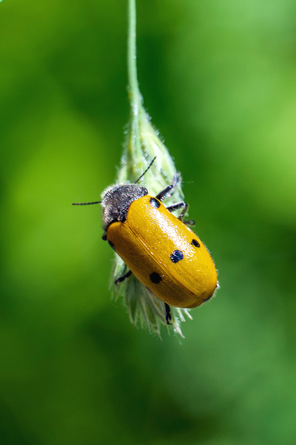 Lachnaia sexpunctata - szőrösnyakú zsákhordóbogár