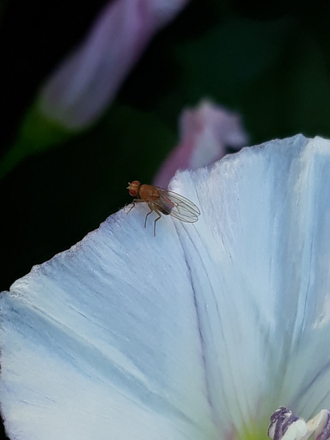 Drosophilidae - muslicafélék