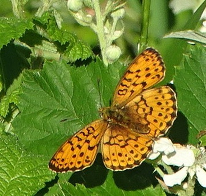 Brenthis daphne - málna-gyöngyházlepke