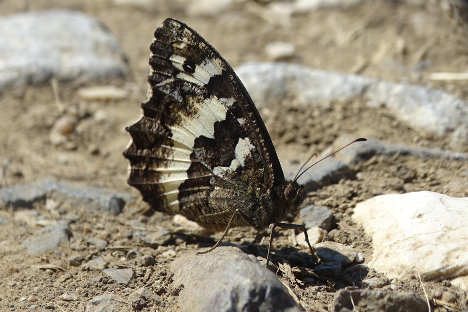 Brintesia circe - fehéröves szemeslepke