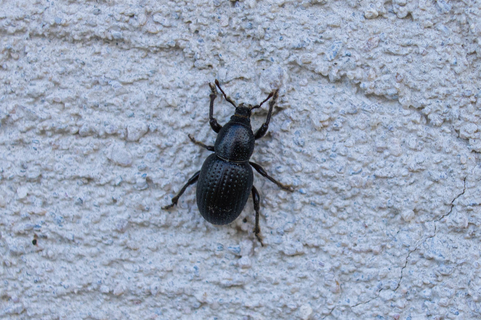 Psallidium maxillosum - fekete barkó
