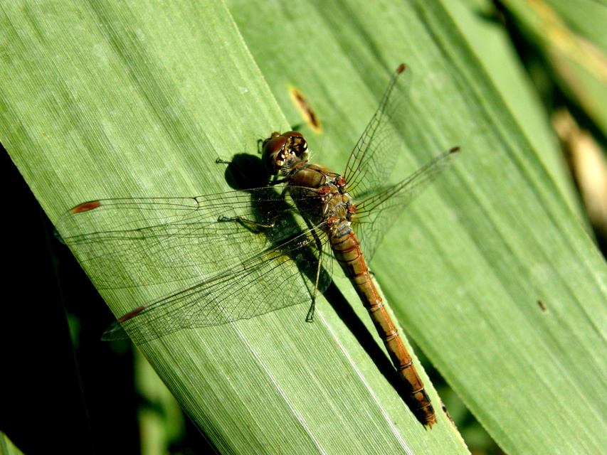 Sympetrum striolatum - harántsávos katona-szitakötő