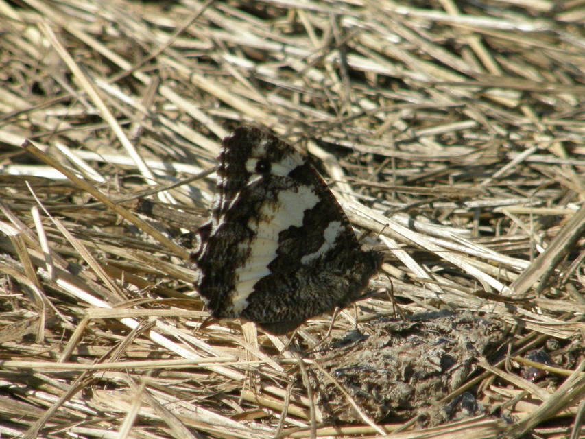 Brintesia circe - fehéröves szemeslepke