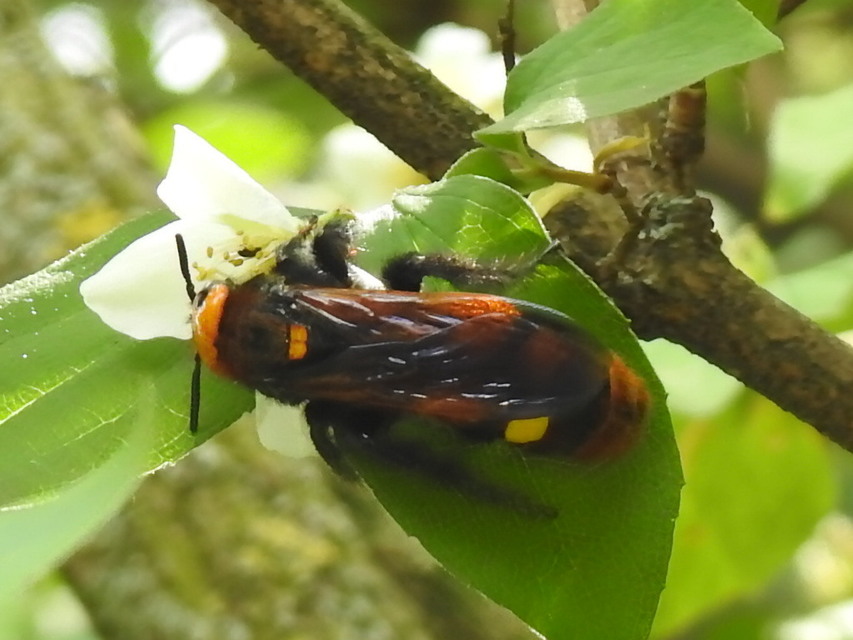 Megascolia maculata - óriás-tőrösdarázs