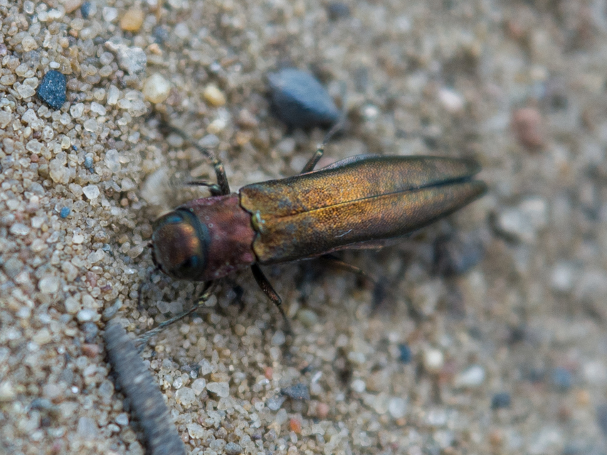 Agrilus viridis - változékony karcsúdíszbogár