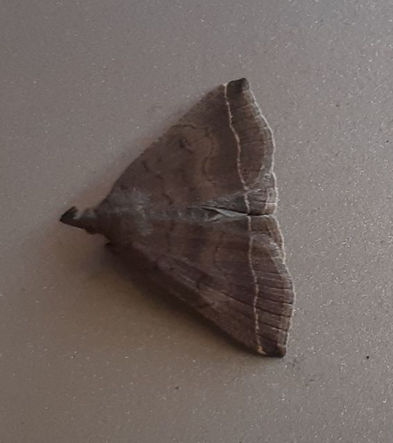 Pechipogo plumigeralis - tollascsápú karcsúbagoly
