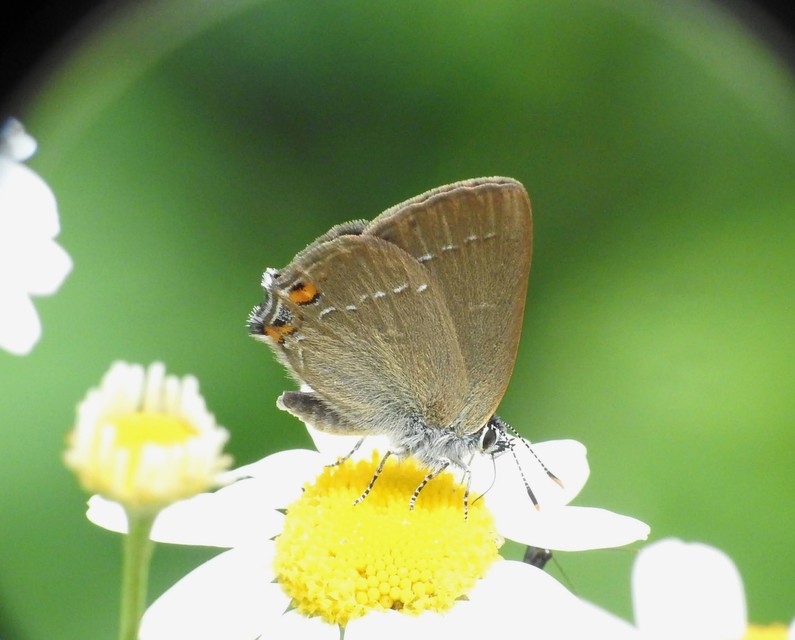 Satyrium acaciae - akác-csücsköslepke