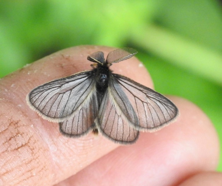 Pentophera morio - réti gyapjaslepke