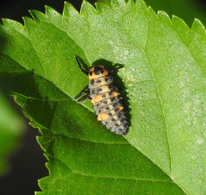 Coccinella septempunctata - hétpettyes katica