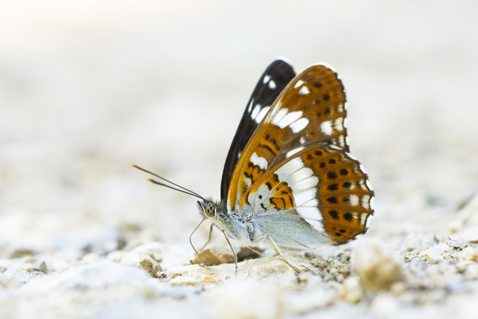 Limenitis camilla - kis lonclepke