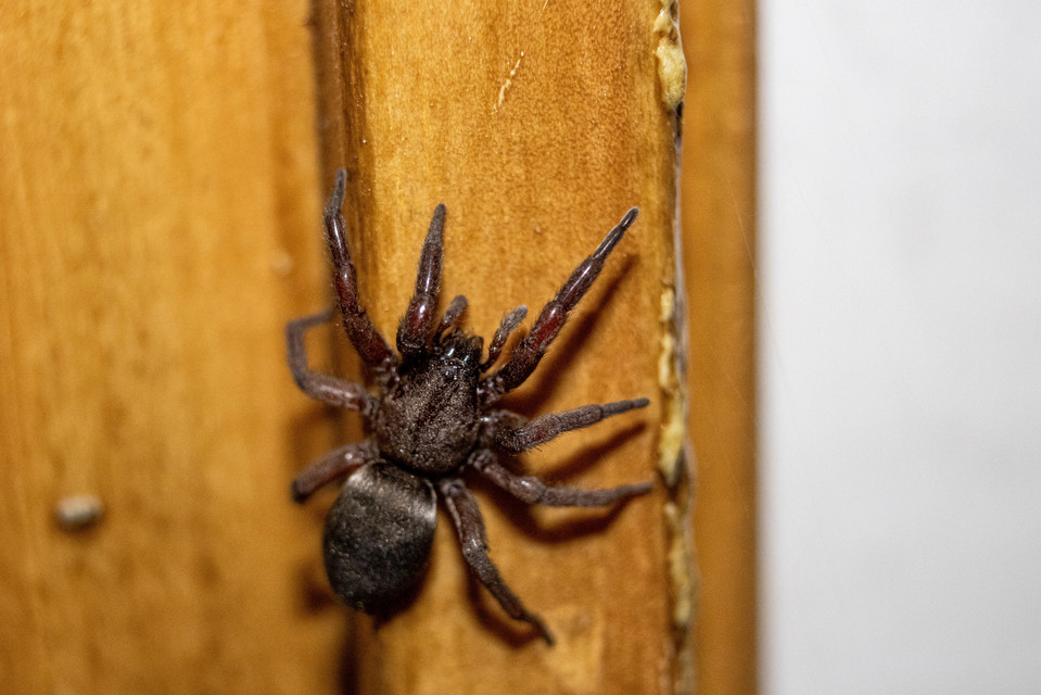 Scotophaeus scutulatus - közönséges egérpók