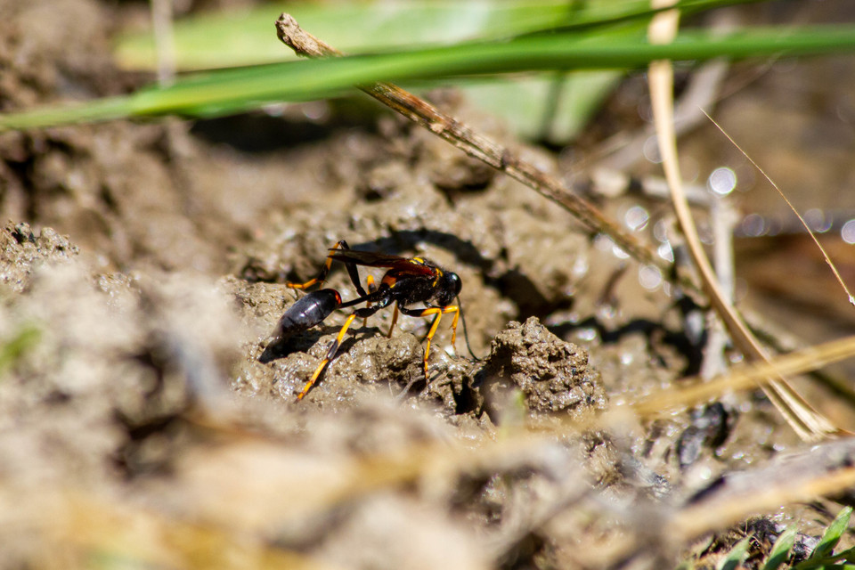 Sceliphron caementarium - feketenyelű lopódarázs