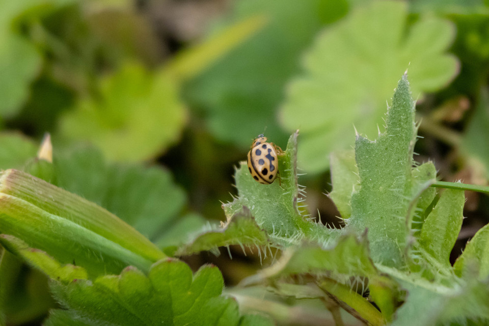 Tytthaspis sedecimpunctata - tizenhatpettyes katica