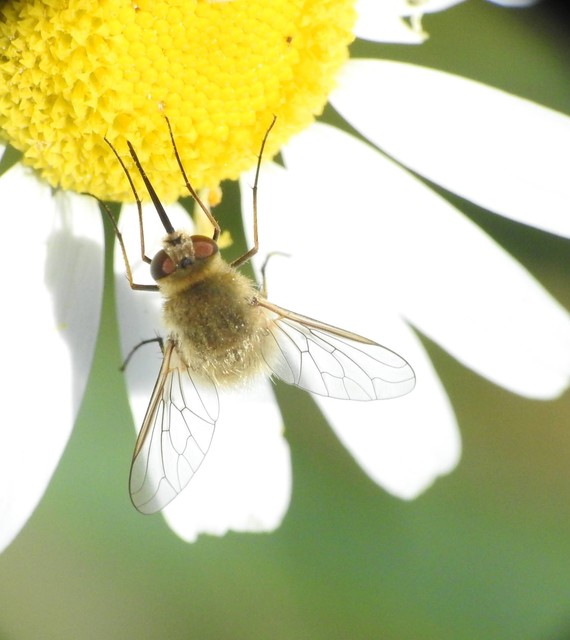 Bombylisoma