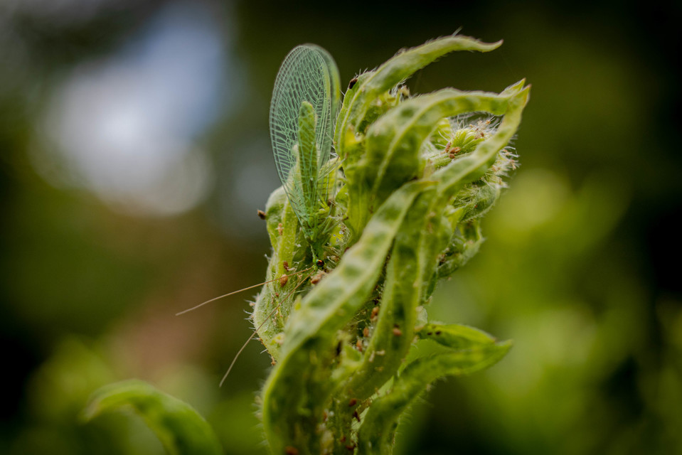 Chrysopidae - zöldfátyolkák