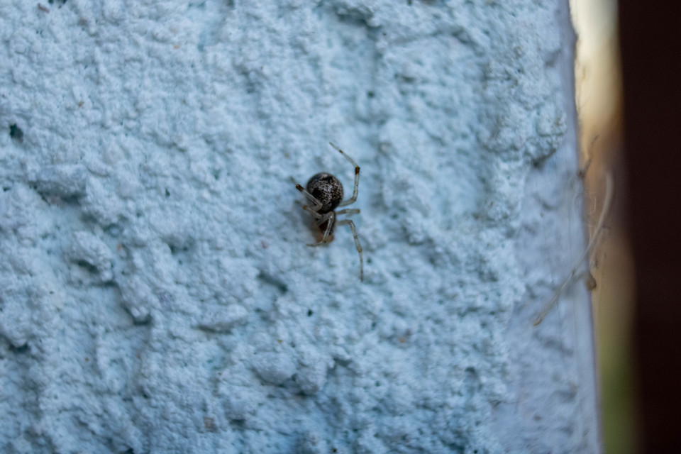 Parasteatoda tepidariorum - üvegházi törpepók