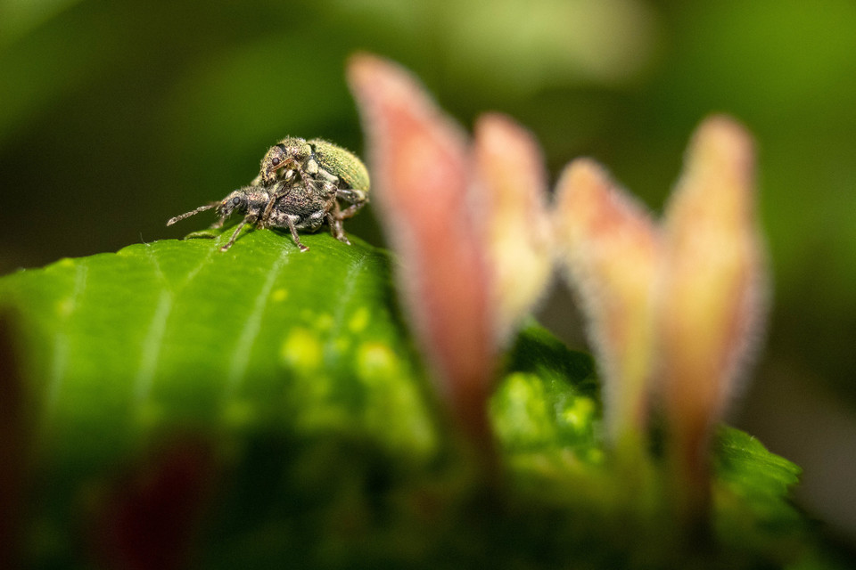 Phyllobius betulinus - változékony levélormányos