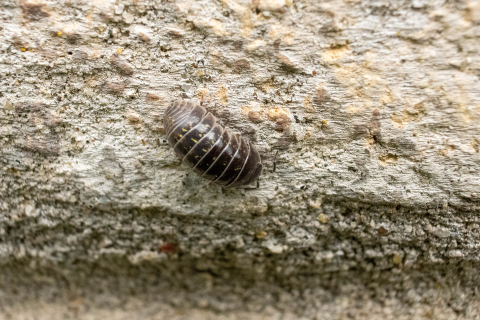 Armadillidium vulgare - szürke gömbászka