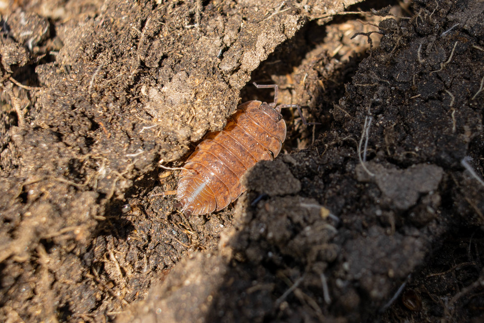 Porcellio scaber - érdes pinceászka Porcellio scaber - érdes pinceászka
