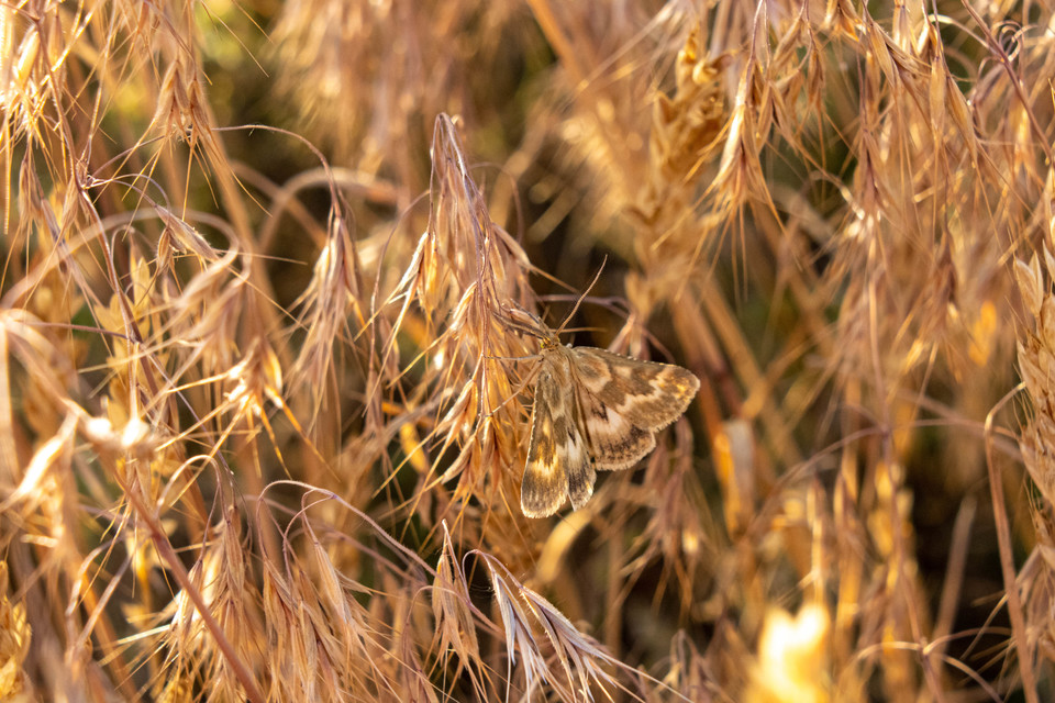 Synaphe moldavica - moldovai fényilonca