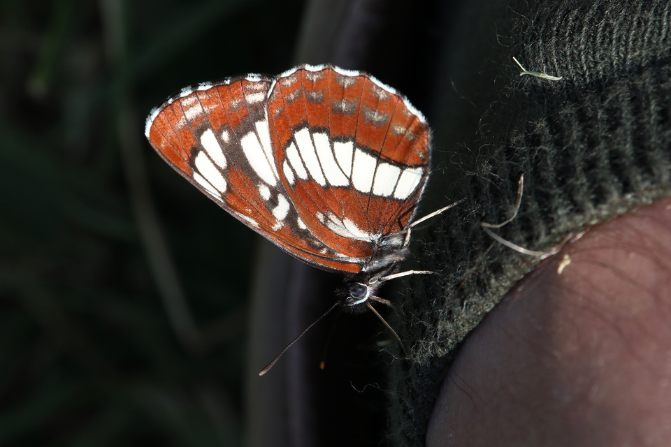 Neptis rivularis - nagy fehérsávoslepke
