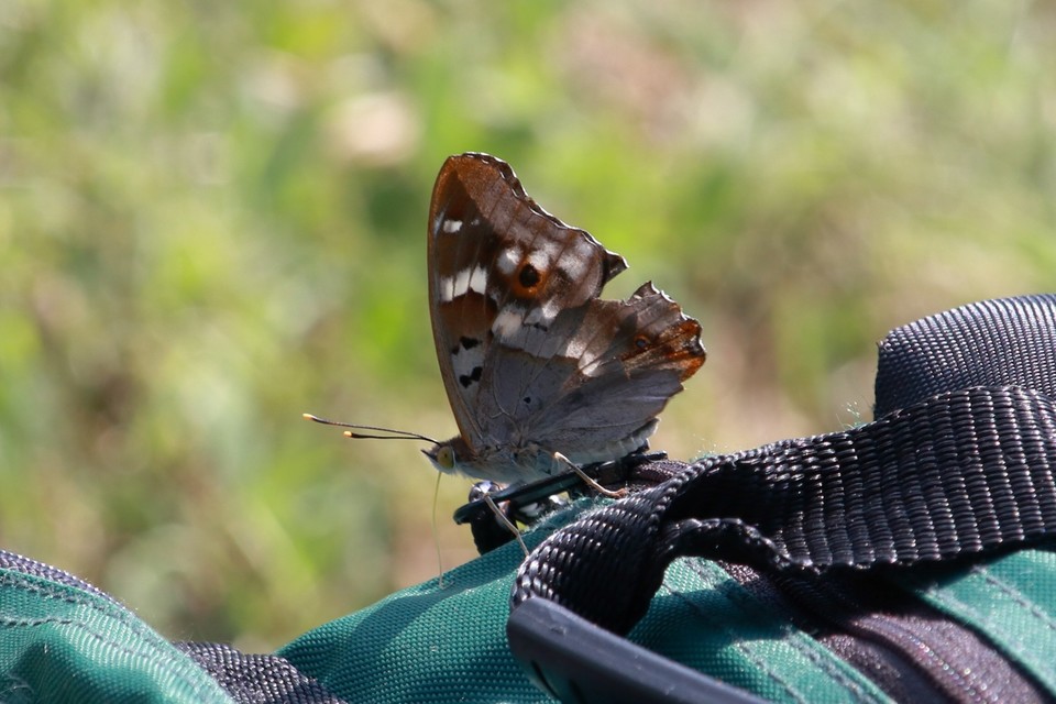 Apatura ilia - kis színjátszólepke