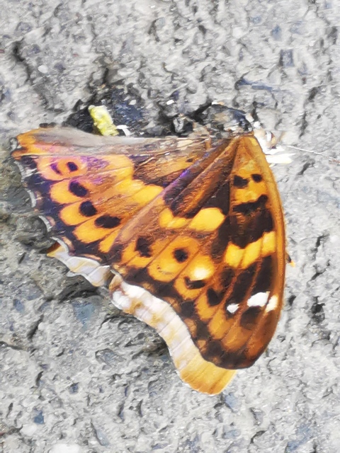 Apatura ilia - kis színjátszólepke