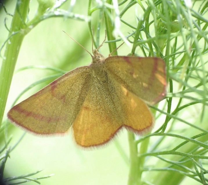 Lythria purpuraria - bíborsávos araszoló