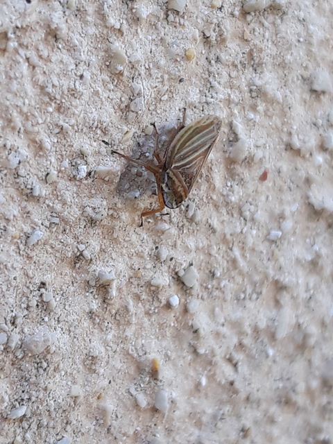 Aphrodes