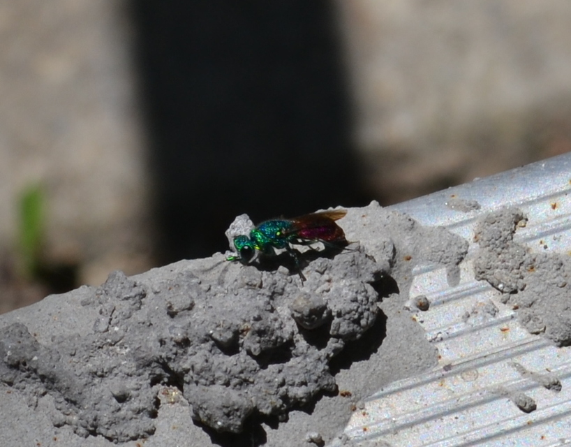 Chrysididae - fémdarazsak