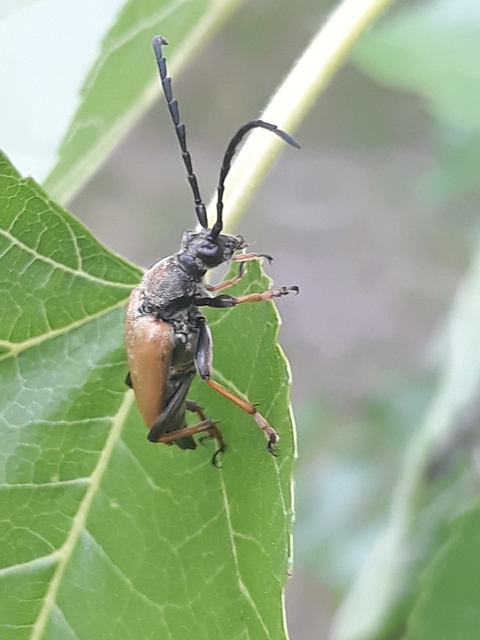 Stictoleptura rubra - vörös virágcincér