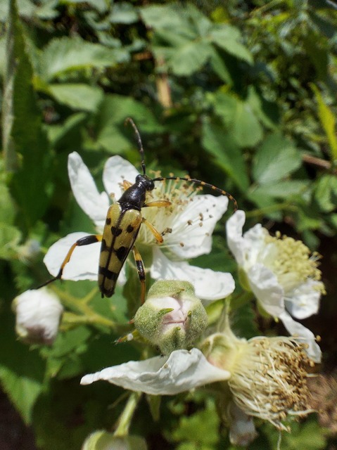 Rutpela maculata - tarkacsápú karcsúcincér
