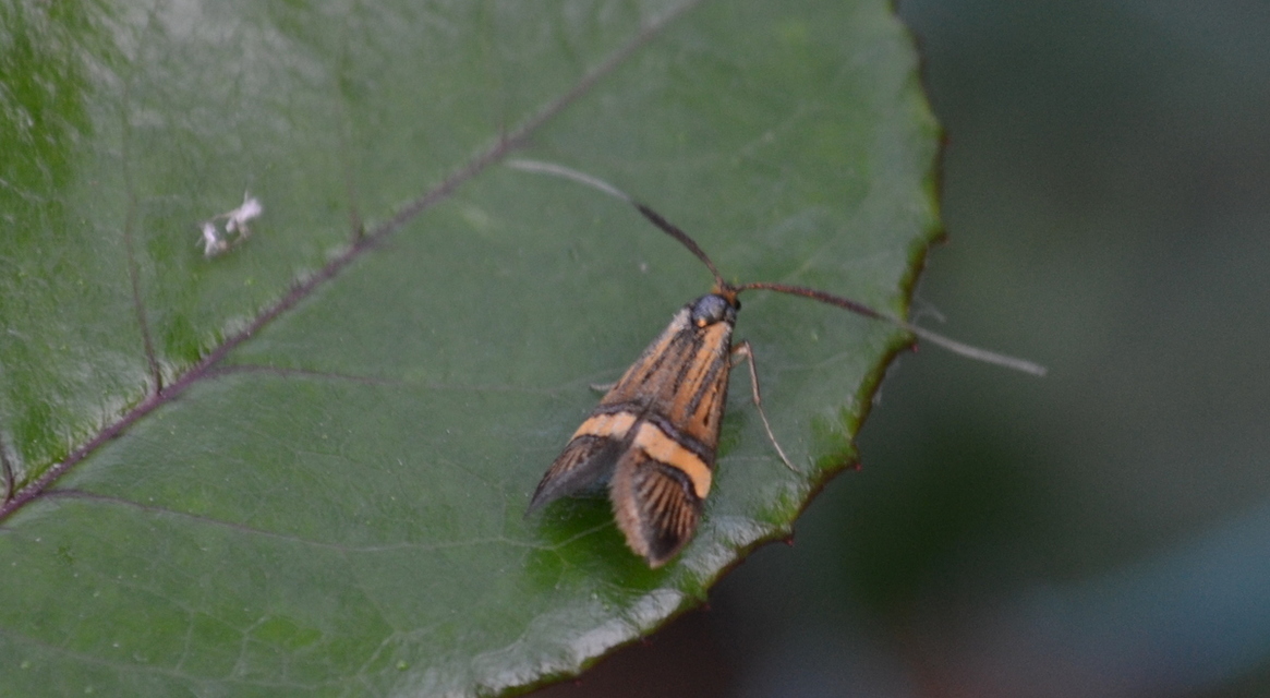 Nemophora degeerella - pompás tőrösmoly