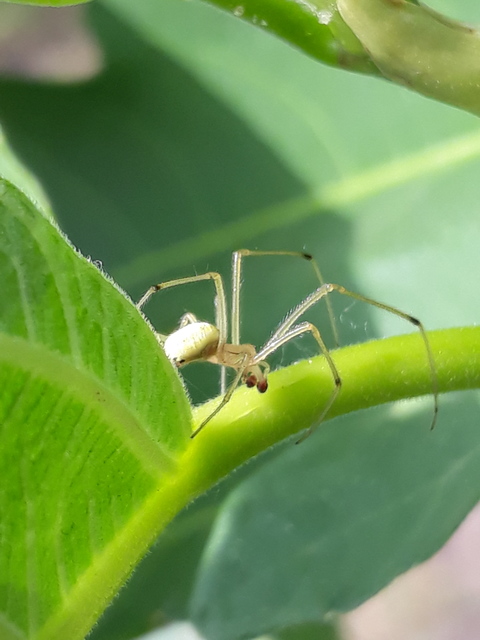Enoplognatha ovata/latimana