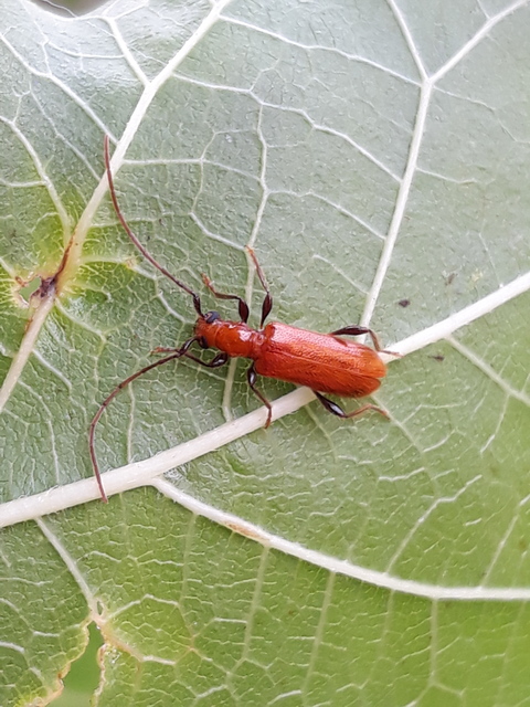 Obrium cantharinum - rőt hengercincér