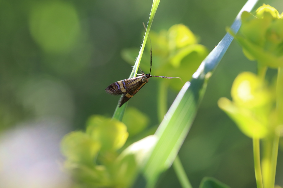 Nemophora degeerella - pompás tőrösmoly